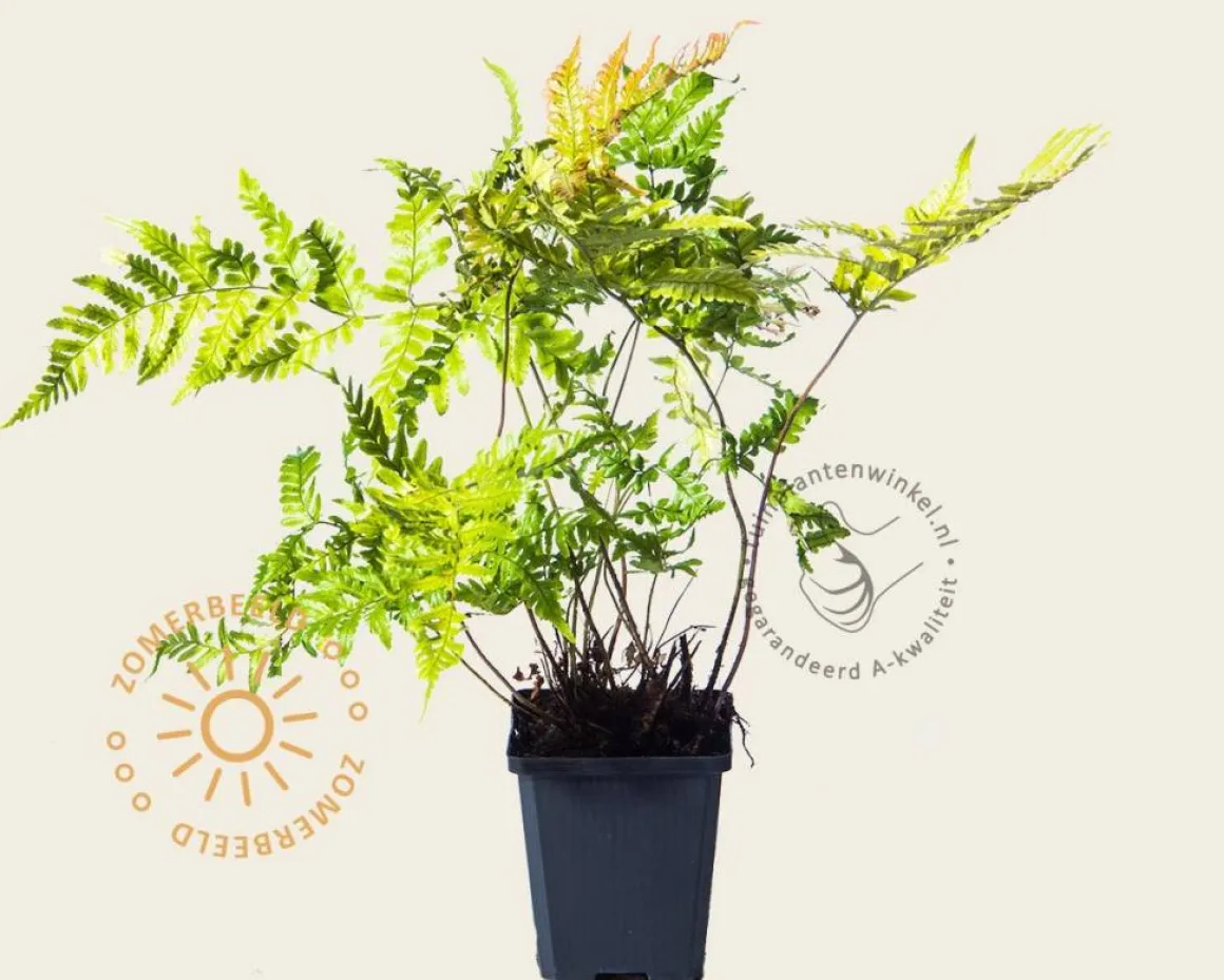 Dryopteris erythrosora