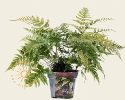 Dryopteris erythrosora 'Prolifica'