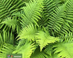 Dryopteris filix-mas
