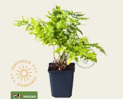 Dryopteris filix-mas