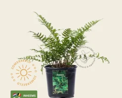 Dryopteris filix-mas