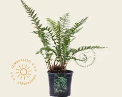 Dryopteris filix-mas 'Barnesii'