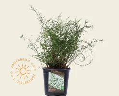 Dryopteris filix-mas 'Linearis Polydactyla'