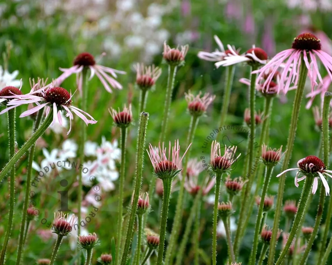 Echinacea pallida