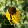 Echinacea paradoxa