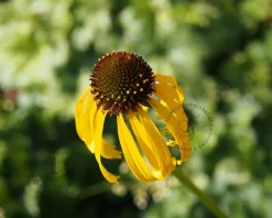 Echinacea paradoxa
