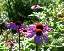 Echinacea purpurea