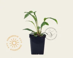 Echinacea purpurea