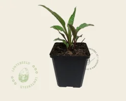 Echinacea purpurea
