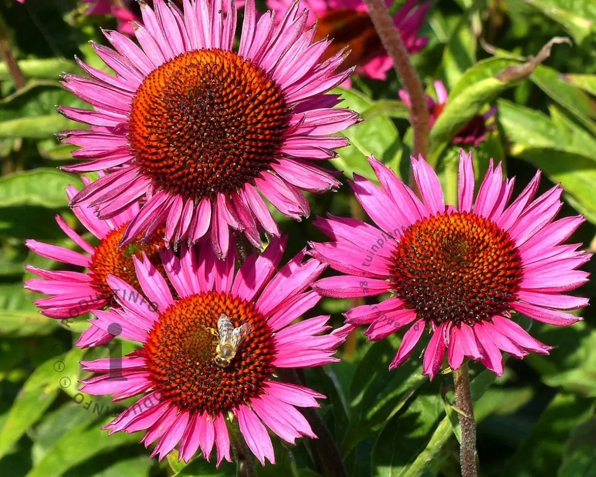 Echinacea purpurea 'Fatal Attraction'