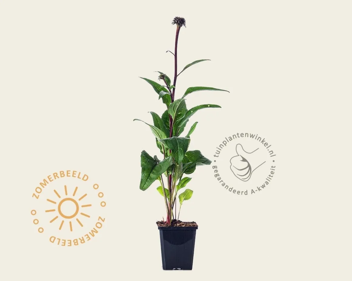 Echinacea purpurea 'Fatal Attraction'