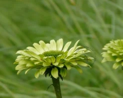Echinacea purpurea 'Green Jewel'