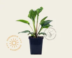 Echinacea purpurea 'Magnus'