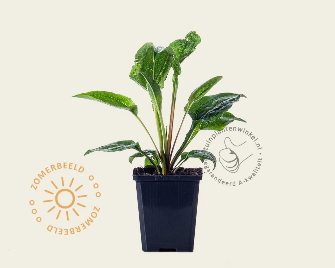 Echinacea purpurea 'Magnus'