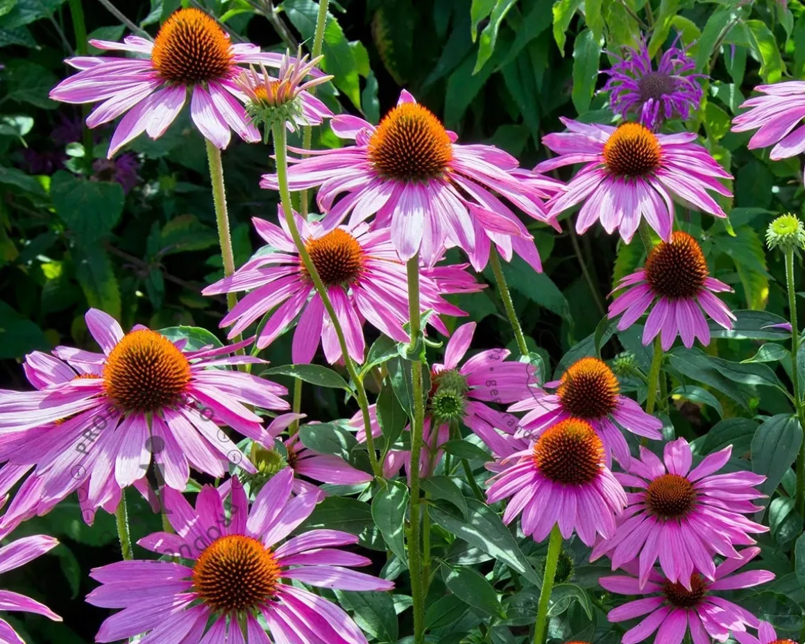 Echinacea purpurea 'Magnus'