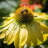 Echinacea purpurea 'Sunrise'
