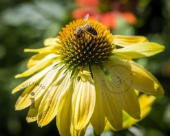 Echinacea purpurea 'Sunrise'