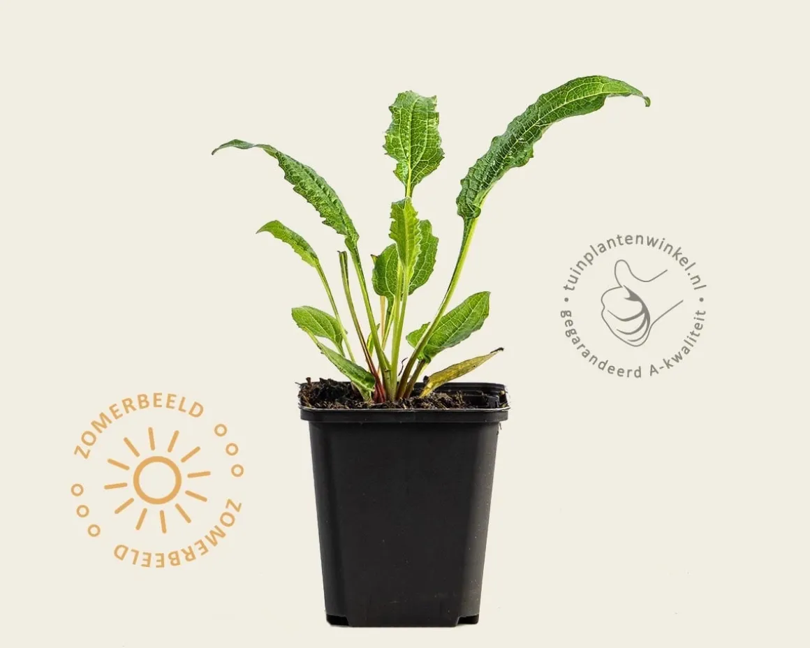 Echinacea purpurea 'Tomato Soup'