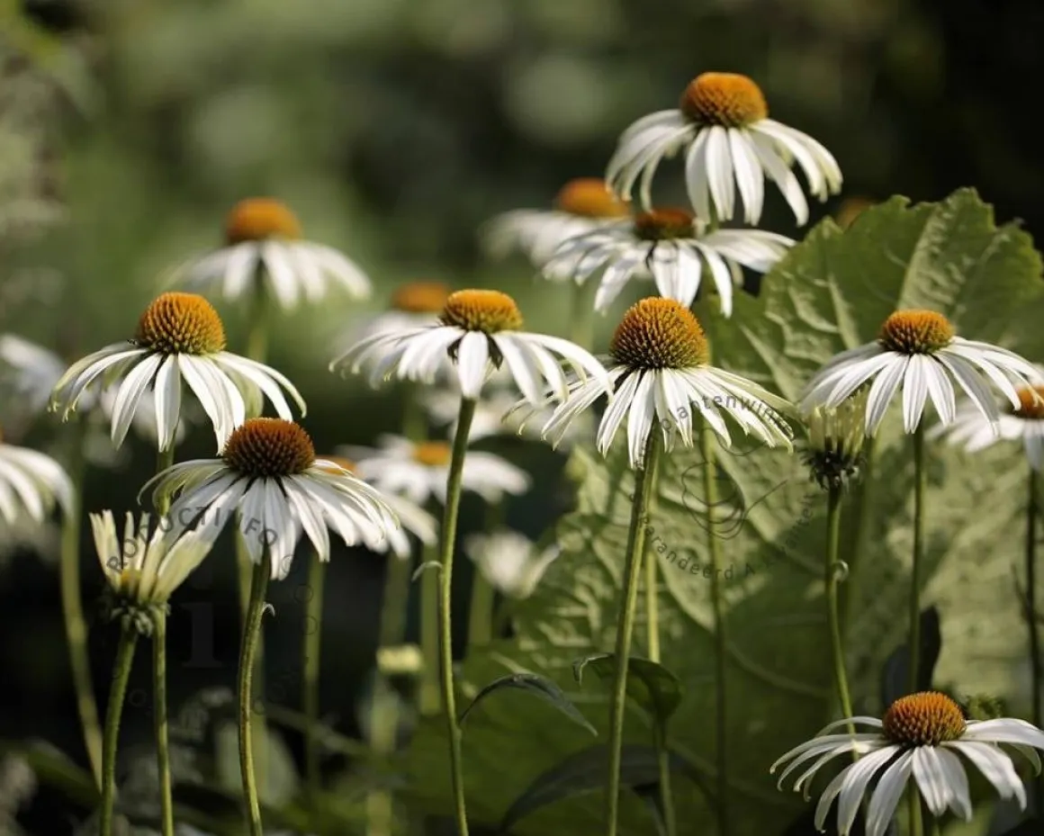 Echinacea purpurea 'White Swan'