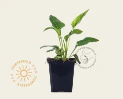Echinacea purpurea 'White Swan'