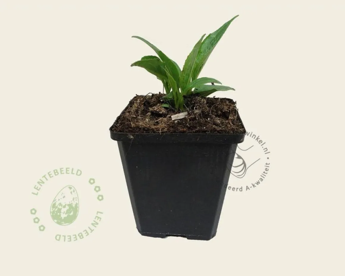 Echinacea purpurea 'White Swan'