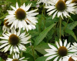 Echinacea purpurea 'White Swan'