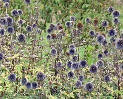 Echinops bannaticus 'Taplow Blue'