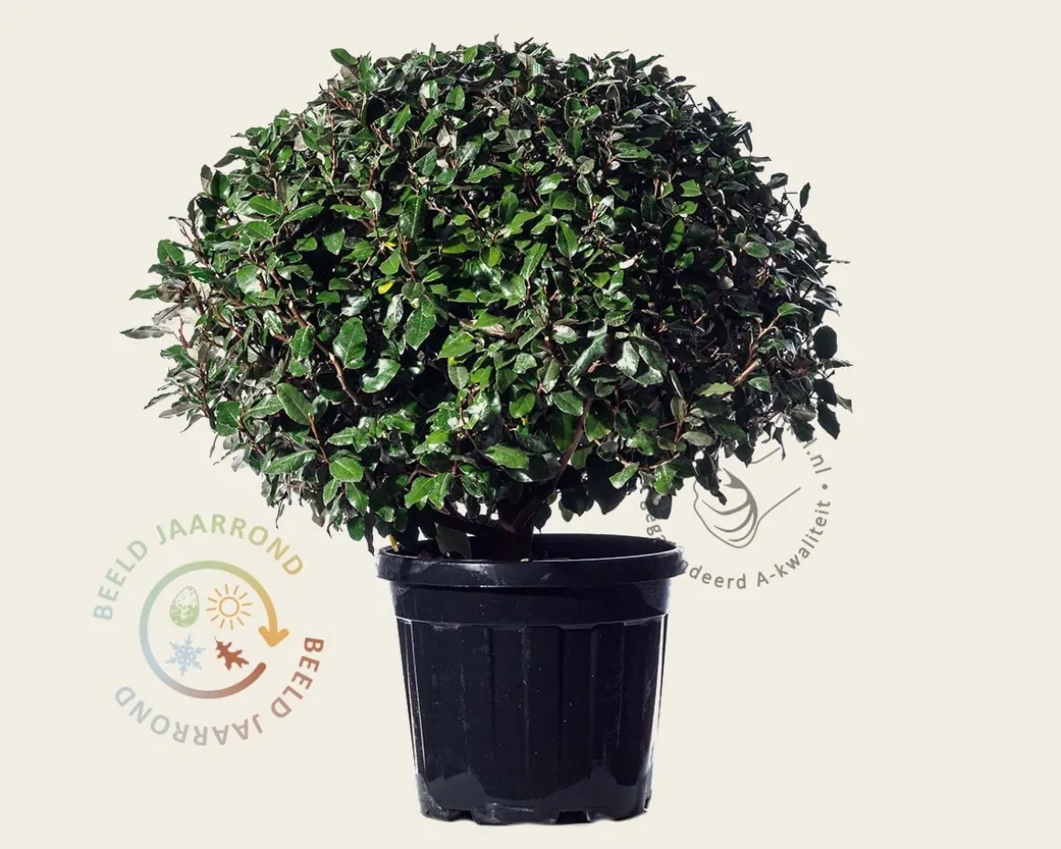 Elaeagnus ebbingei - bolvorm