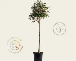 Elaeagnus ebbingei - bolvorm op stam