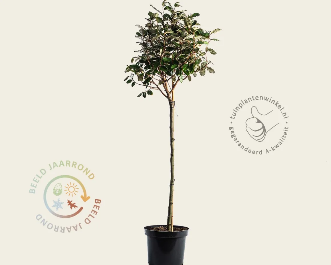 Elaeagnus ebbingei - bolvorm op stam