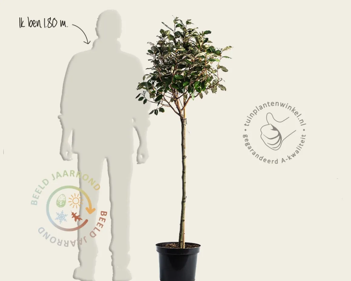 Elaeagnus ebbingei - bolvorm op stam