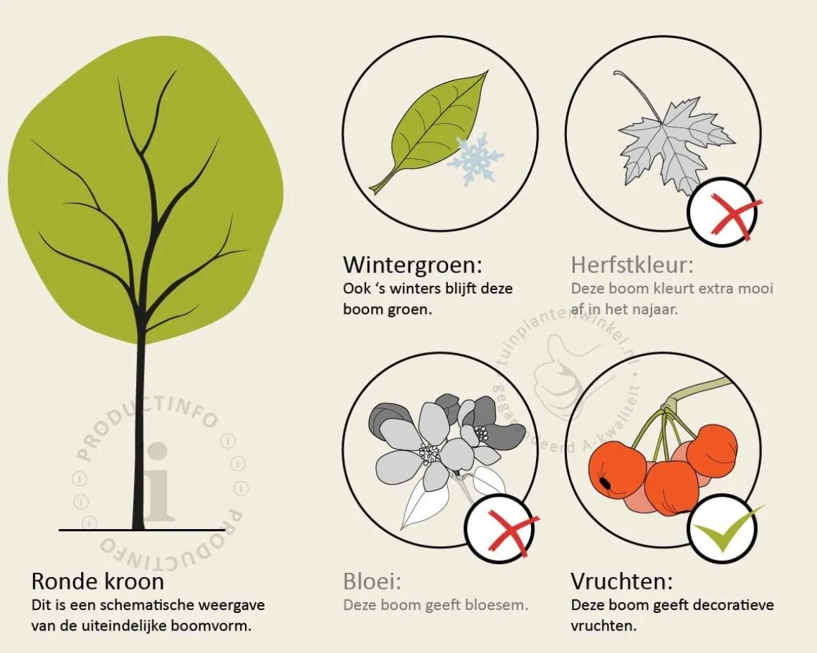Elaeagnus ebbingei - bolvorm op stam