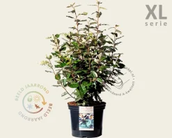 Elaeagnus ebbingei 'Compacta' - XL