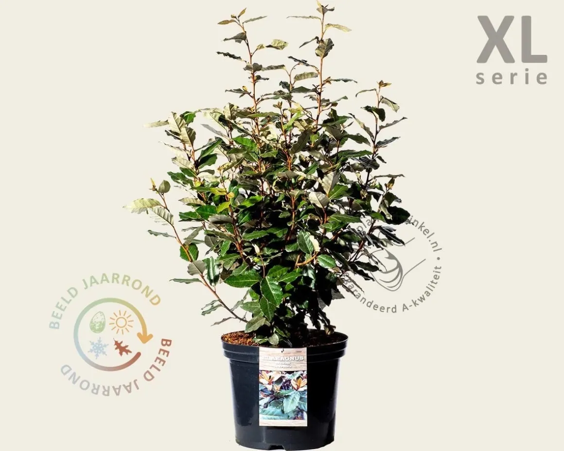 Elaeagnus ebbingei 'Compacta' - XL