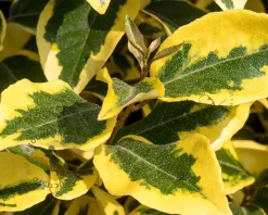 Elaeagnus ebbingei 'Gilt Edge'