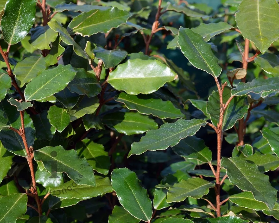 Elaeagnus ebbingei - hoogstam