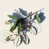 Elaeagnus ebbingei - In rek 110x160 cm
