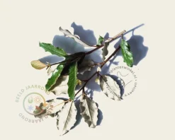 Elaeagnus ebbingei - In rek 110x160 cm
