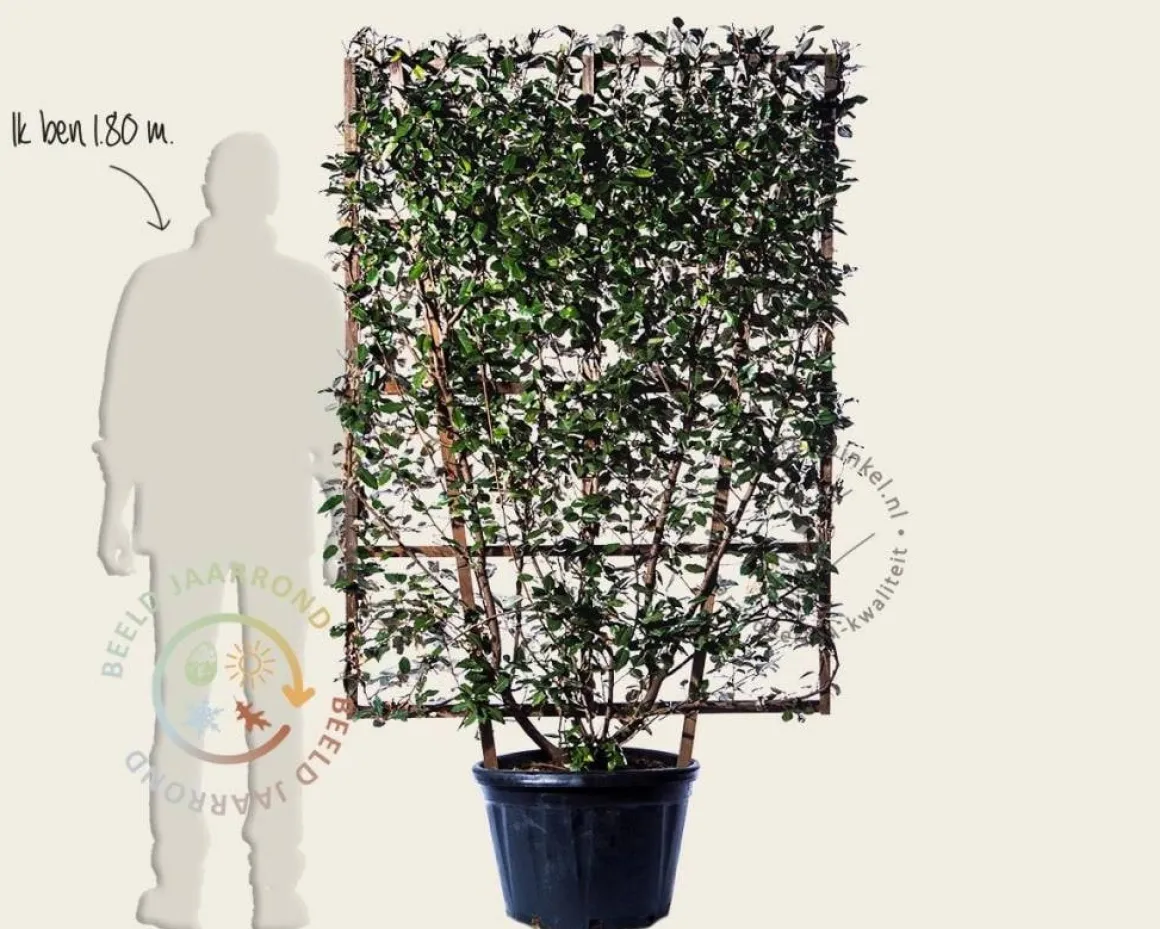 Elaeagnus ebbingei - In rek 110x160 cm