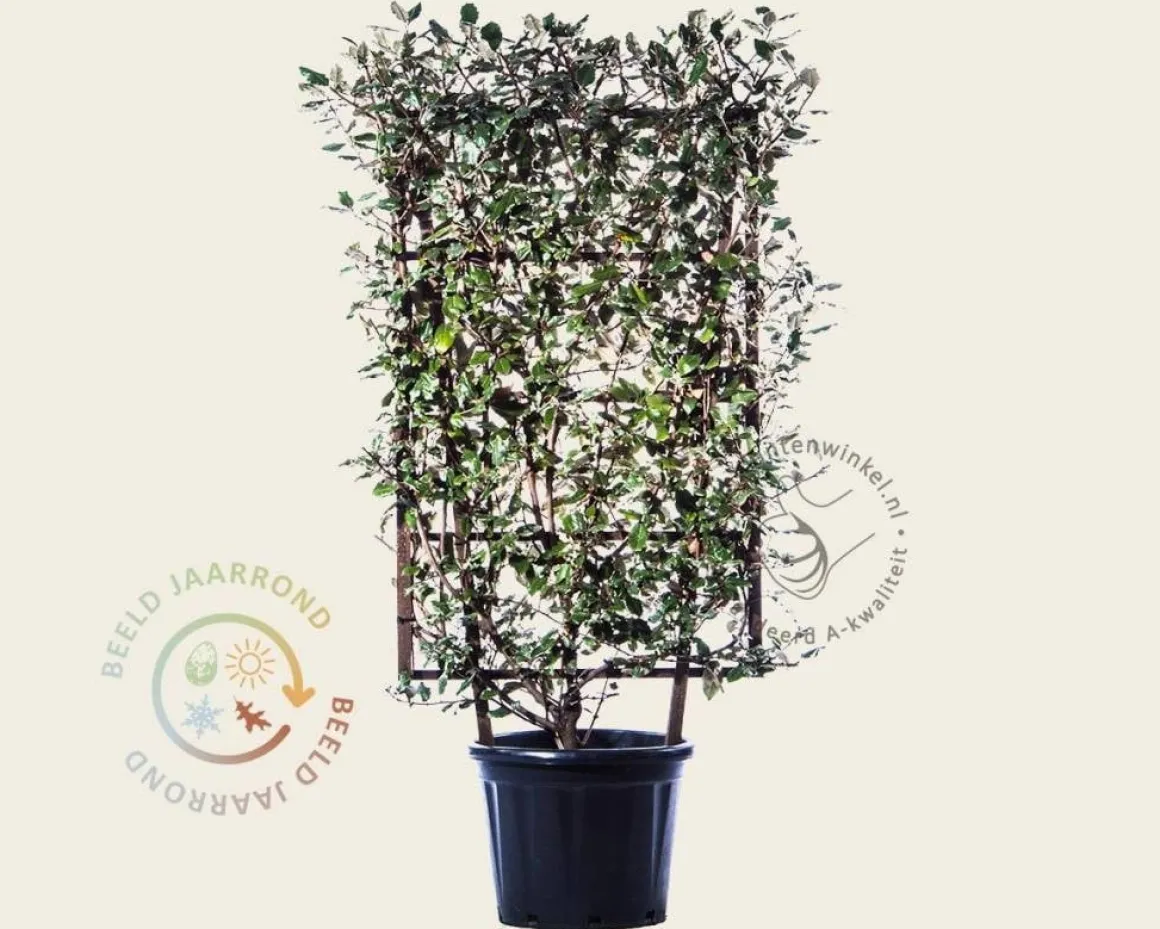 Elaeagnus ebbingei - In rek 70x120 cm