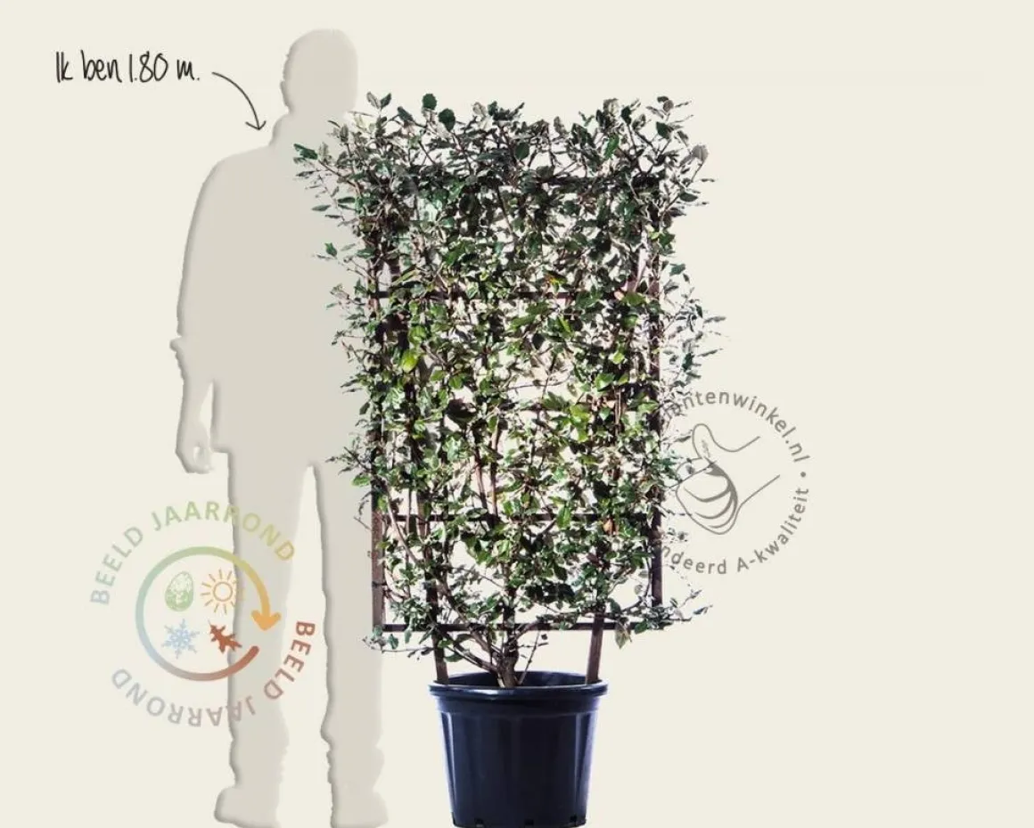 Elaeagnus ebbingei - In rek 70x120 cm