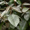 Elaeagnus ebbingei - XL+