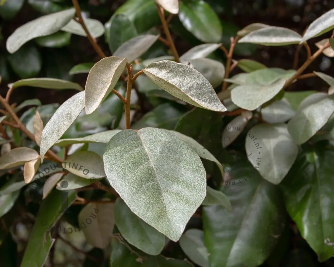 Elaeagnus ebbingei - XL+