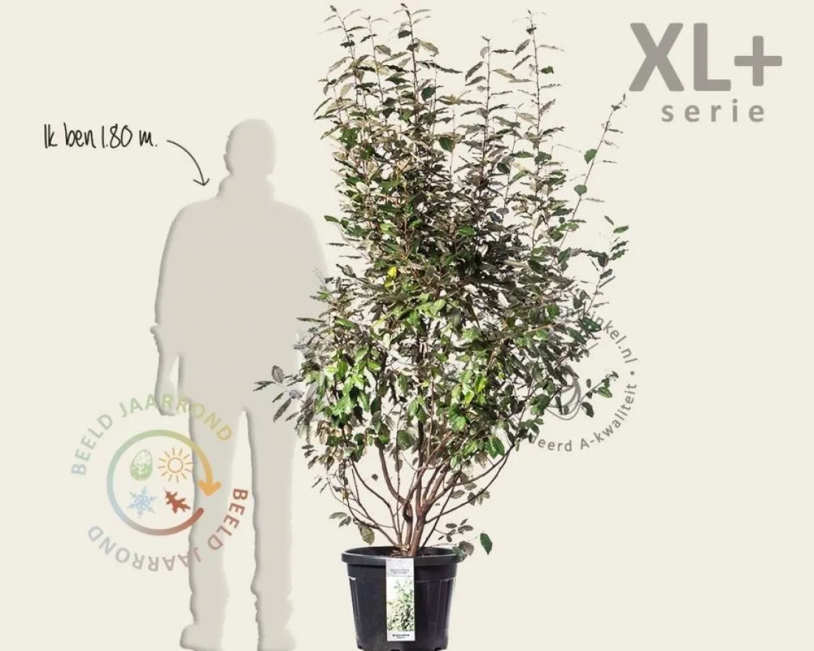 Elaeagnus ebbingei - XL+