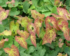Epimedium perralchicum 'Frohnleiten'