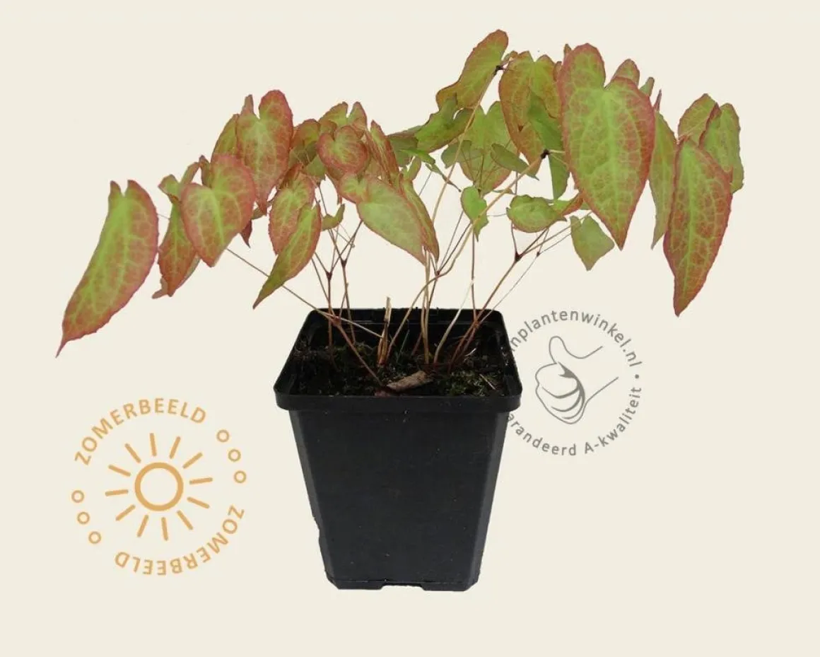 Epimedium rubrum