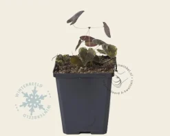 Epimedium versicolor 'Sulphureum'