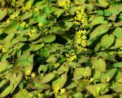 Epimedium versicolor 'Sulphureum'