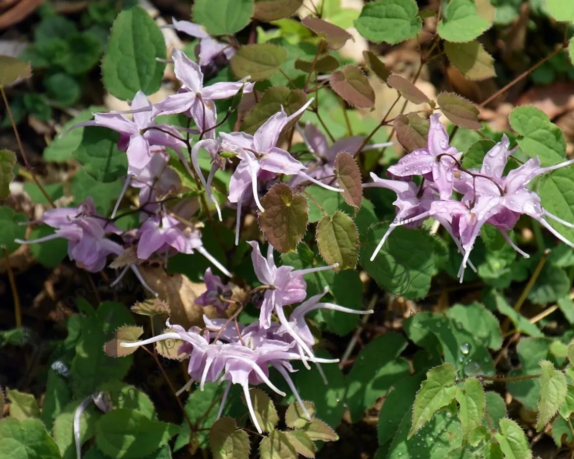 Epimedium youngianum 'Roseum'