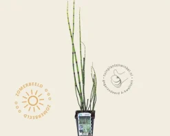 Equisetum japonicum